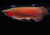 super-red-arowana-13