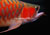 super-red-arowana-18