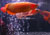 super-red-arowana-20