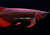 super-red-arowana-23