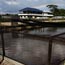 super-red-arowana-tambak05