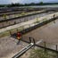 super-red-arowana-tambak01