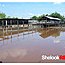 super-red-arowana-tambak02