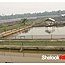 super-red-arowana-tambak06