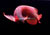 super-red-arowana-30