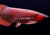 super-red-arowana-34