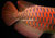 super-red-arowana-38