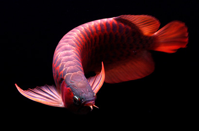 shelookRED - super red arowana specialist